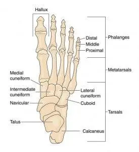 Bones of the foot diagram.